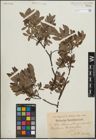 Foto von Salix lapponum L. x Salix myrtilloides L.